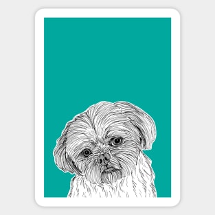 Shih Tzu Dog Portrait ( teal background ) Sticker